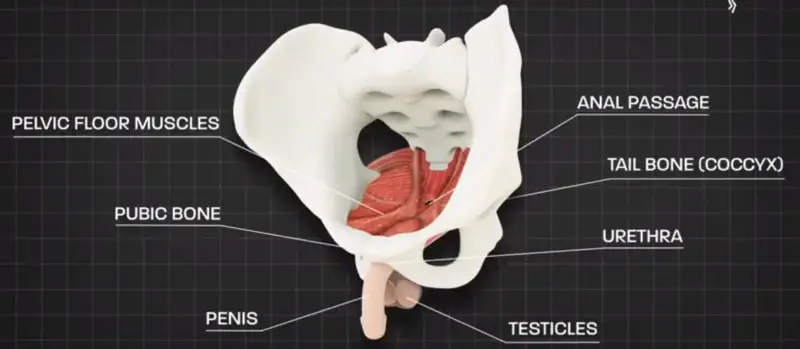 pelvic floor muscles exercise makes you lasting longer